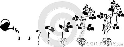 Black silhouette of life cycle of bean plant. Growth stages from seeding to flowering and fruiting plant with root system Vector Illustration